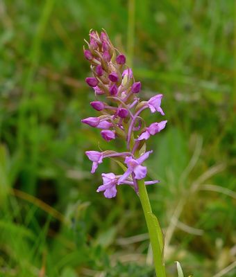 Heath Fragrant 