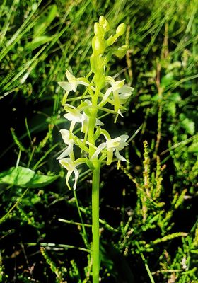 Lesser Butterfly Orchid 