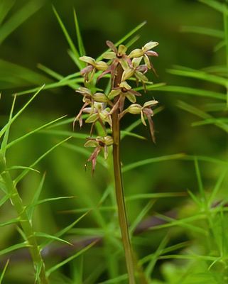 Lesser Twayblade