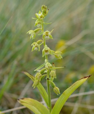 LINDISFARNE HELLEBORINE 