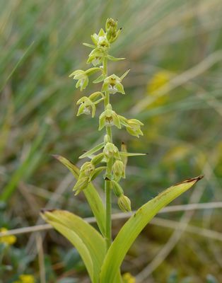 Lindisfarne Helliborine 