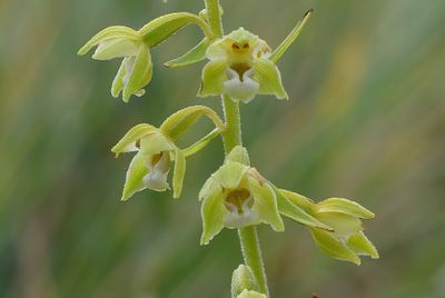LINDISFARNE HELLEBORINE