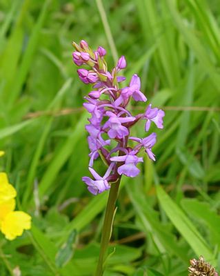 Marsh Fragrant 