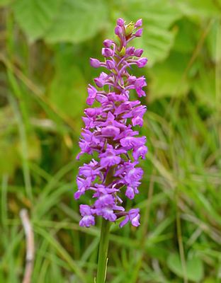 Marsh Fragrant 