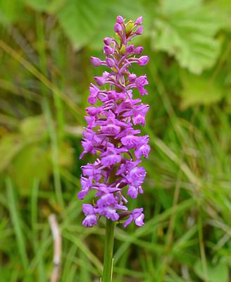 Marsh Fragrant 
