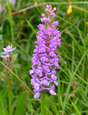 Marsh Fragrant 