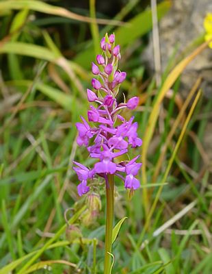 Marsh Fragrant 