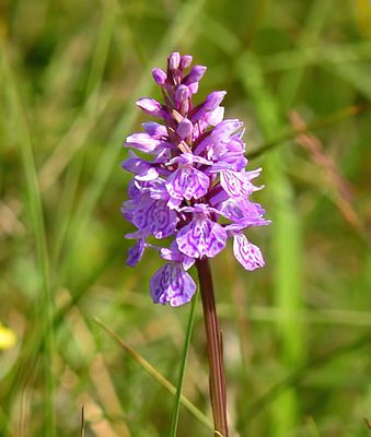 Heath Spotted Orchid 
