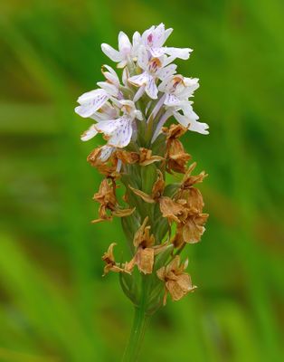 Heath Spotted Orchid