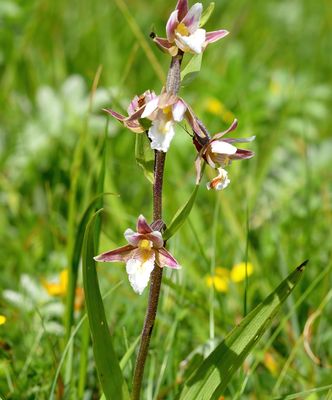 Marsh Helleborine 