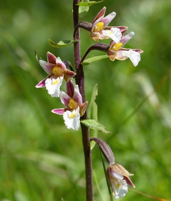 MARSH HELLEBORINE