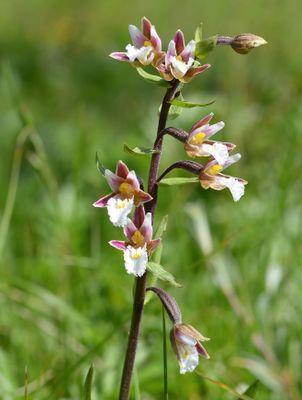 Marsh Helleborine 