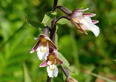 Marsh Helleborine 