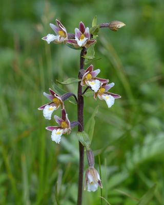 MARSH HELLEBORINE