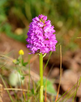 Pyramidal Orchid