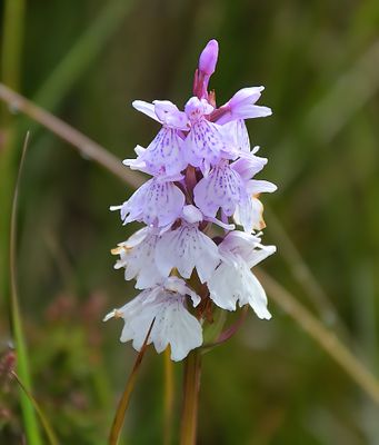 Heath Spotted Orchid