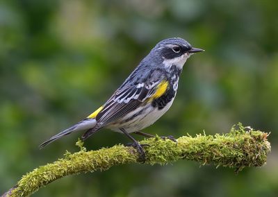 Myrtle Warbler