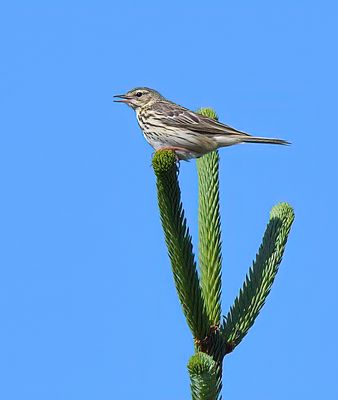 Tree Pipit