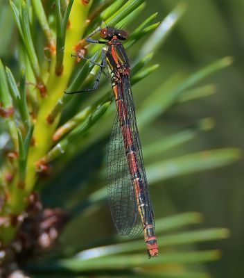LARGE RED DAMSELFLY