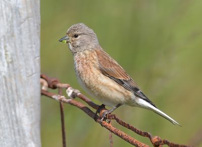 Linnet