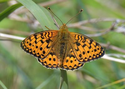 Dark-Green Fritillary
