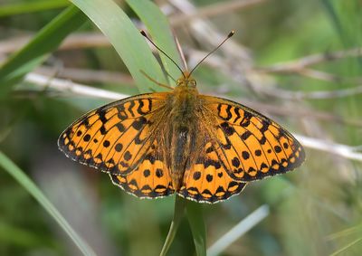 DARK-GREEN FRITILARY
