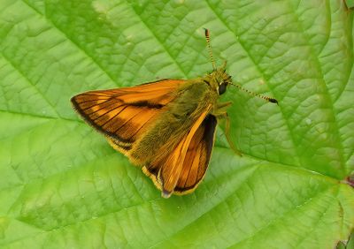 Large Skipper
