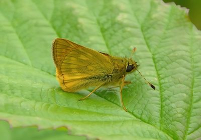 Large Skipper