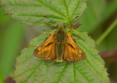 Large Skipper