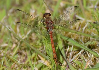 Common Darter
