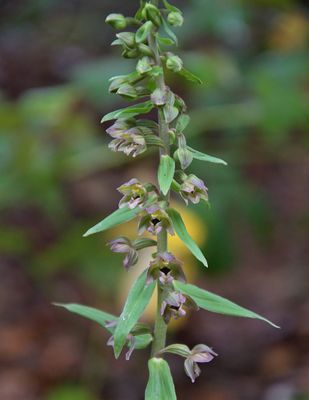 Broad-leaved Helleborine