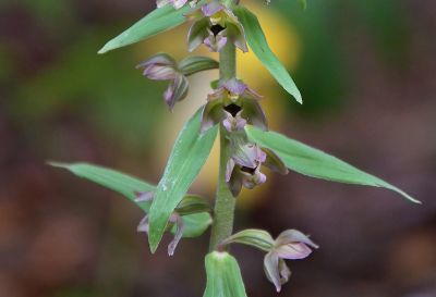 Broad-leaved Helleborine