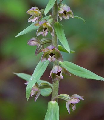 BROAD-LEAVED HELLEBORINE
