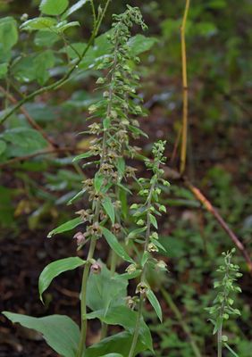 BROAD-LEAVED HELLEBORINE