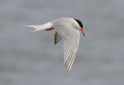 Common Tern