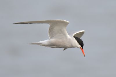 Common Tern