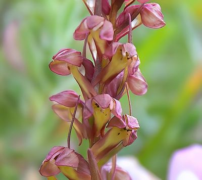 FROG ORCHID