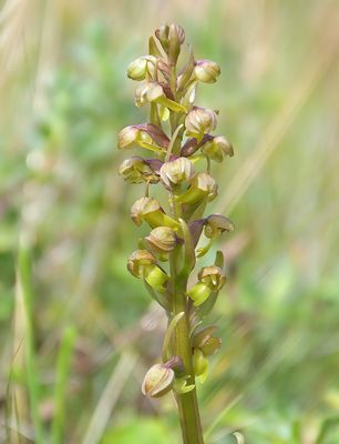Frog Orchid