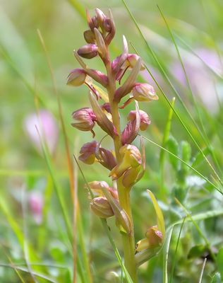 FROG ORCHID