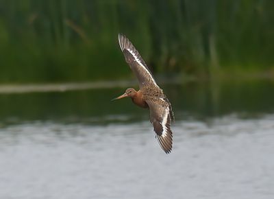 Black-tailed Godwit