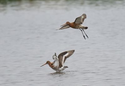 Black-tailed Godwit