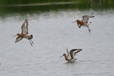 Black-tailed Godwit