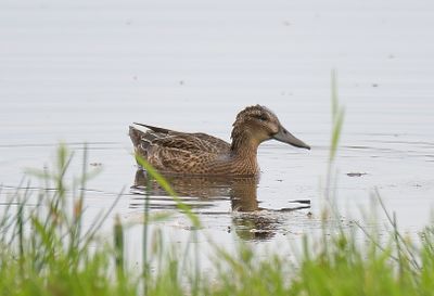 Garganey