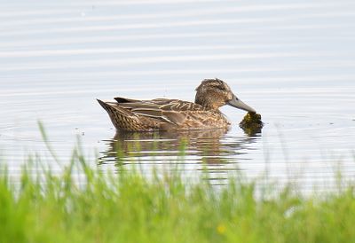Garganey