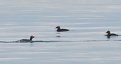 Stejneger's Scoter