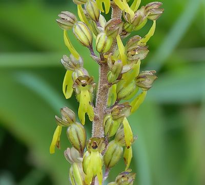 Common Twayblade
