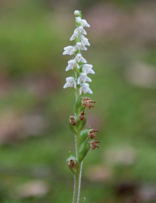 Creeping Lady's Tresses