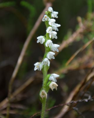 CREEPING LADY'S TRESSES