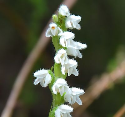 CREEPING LADY'S TRESSES