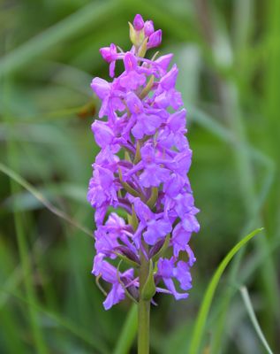 Marsh Fragrant